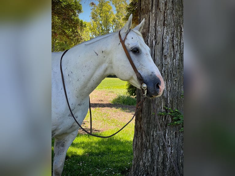 American Quarter Horse Gelding 13 years 14,2 hh Gray in Paso Robles CA