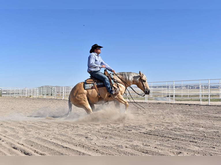 American Quarter Horse Gelding 13 years 14,2 hh Palomino in Bayard, Nebraska