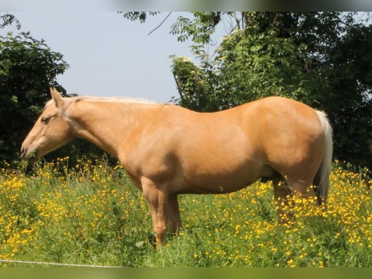 American Quarter Horse Gelding 13 years 14,2 hh Palomino in Drubec