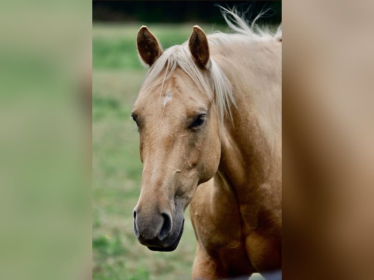 American Quarter Horse Gelding 13 years 14,2 hh Palomino in Drubec