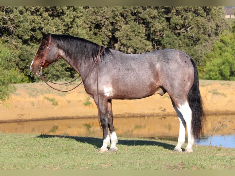 American Quarter Horse Gelding 13 years 14,2 hh Roan-Bay in Cleburne tx