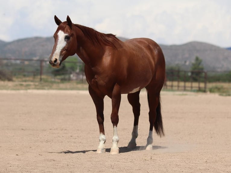 American Quarter Horse Gelding 13 years 14,2 hh Roan-Red in Dewey, AZ