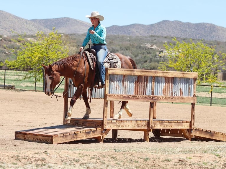 American Quarter Horse Gelding 13 years 14,2 hh Roan-Red in Dewey, AZ