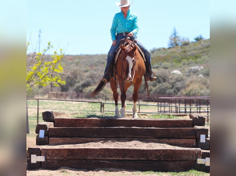 American Quarter Horse Gelding 13 years 14,2 hh Roan-Red in Dewey, AZ