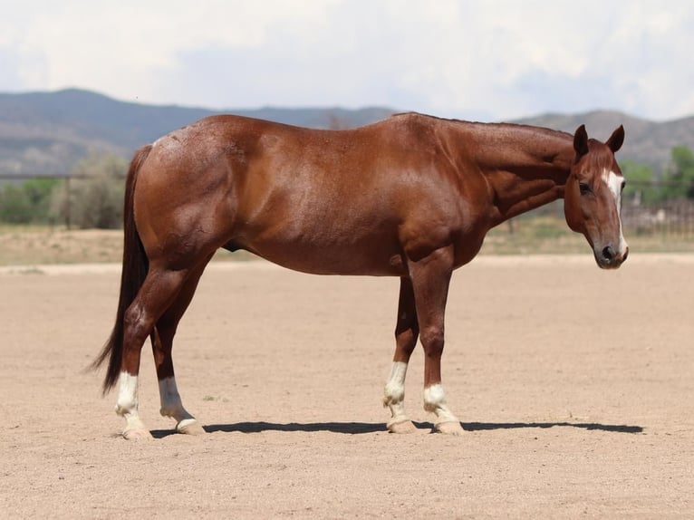 American Quarter Horse Gelding 13 years 14,2 hh Roan-Red in Dewey, AZ