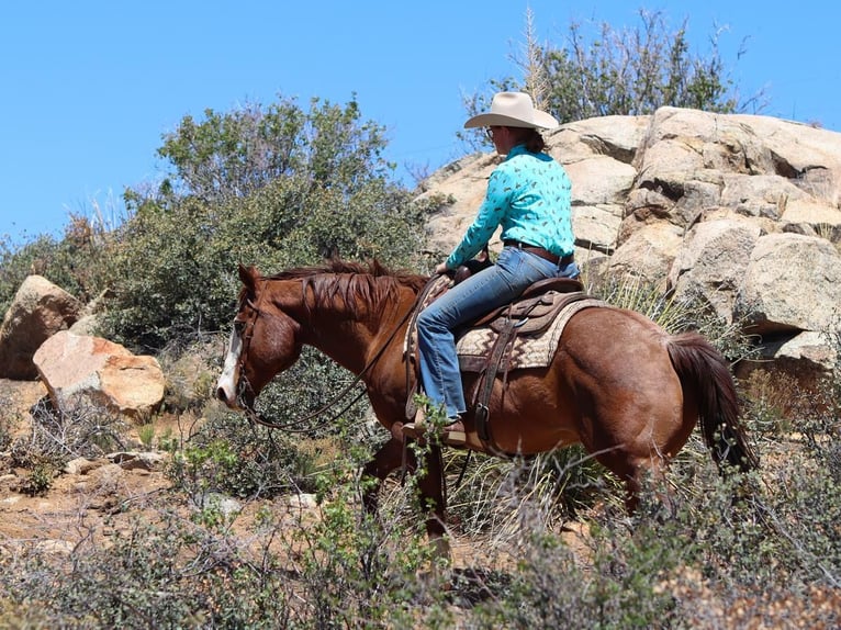 American Quarter Horse Gelding 13 years 14,2 hh Roan-Red in Dewey, AZ
