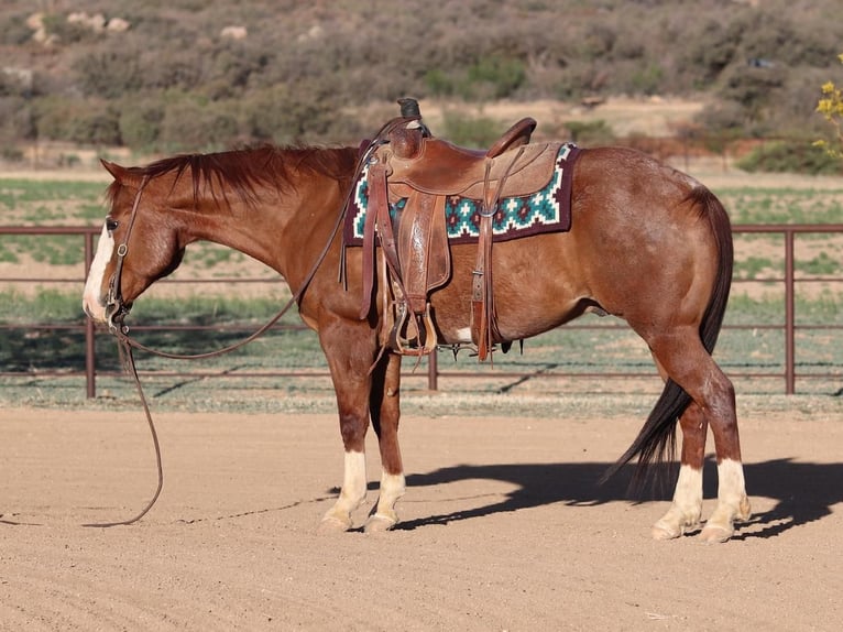 American Quarter Horse Gelding 13 years 14,2 hh Roan-Red in Dewey, AZ