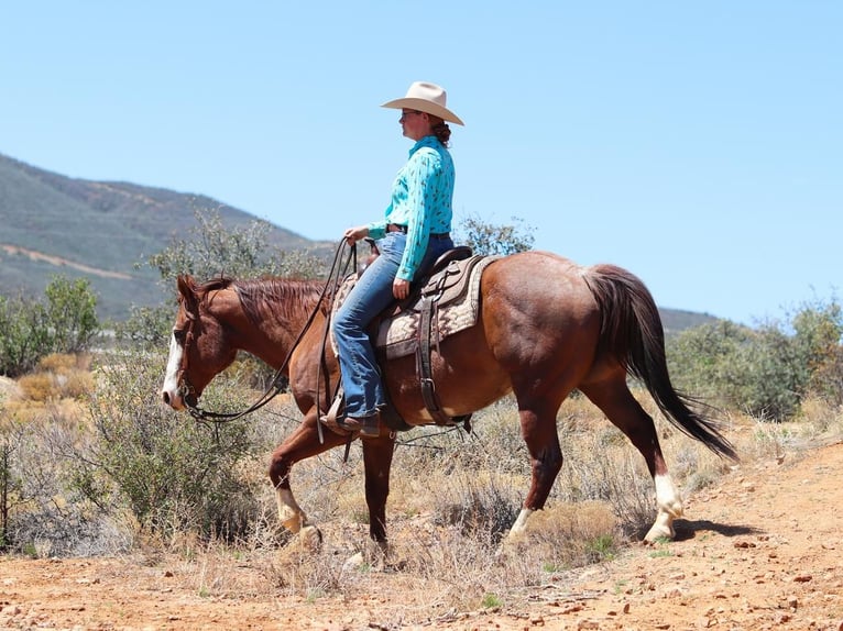 American Quarter Horse Gelding 13 years 14,2 hh Roan-Red in Dewey, AZ