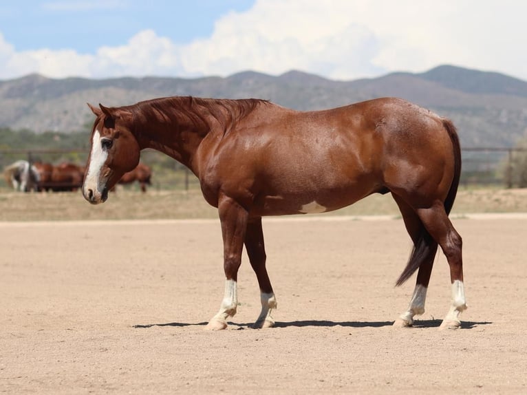American Quarter Horse Gelding 13 years 14,2 hh Roan-Red in Dewey, AZ
