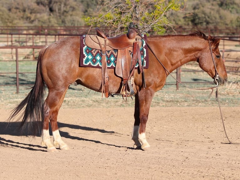 American Quarter Horse Gelding 13 years 14,2 hh Roan-Red in Dewey, AZ