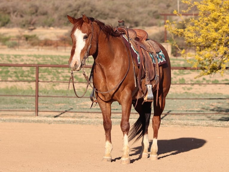 American Quarter Horse Gelding 13 years 14,2 hh Roan-Red in Dewey, AZ