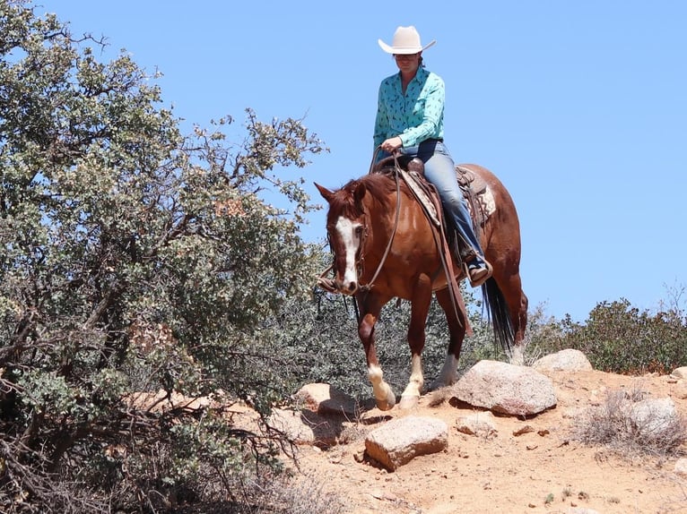 American Quarter Horse Gelding 13 years 14,2 hh Roan-Red in Dewey, AZ