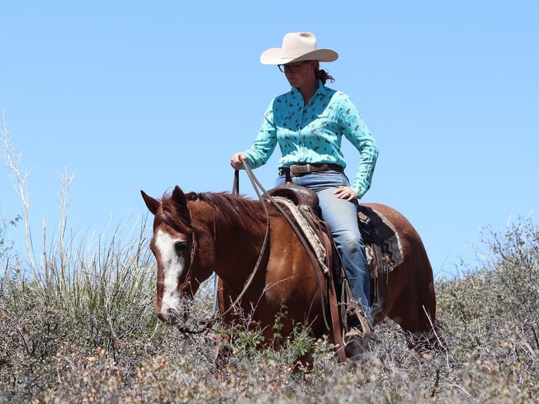 American Quarter Horse Gelding 13 years 14,2 hh Roan-Red in Dewey, AZ