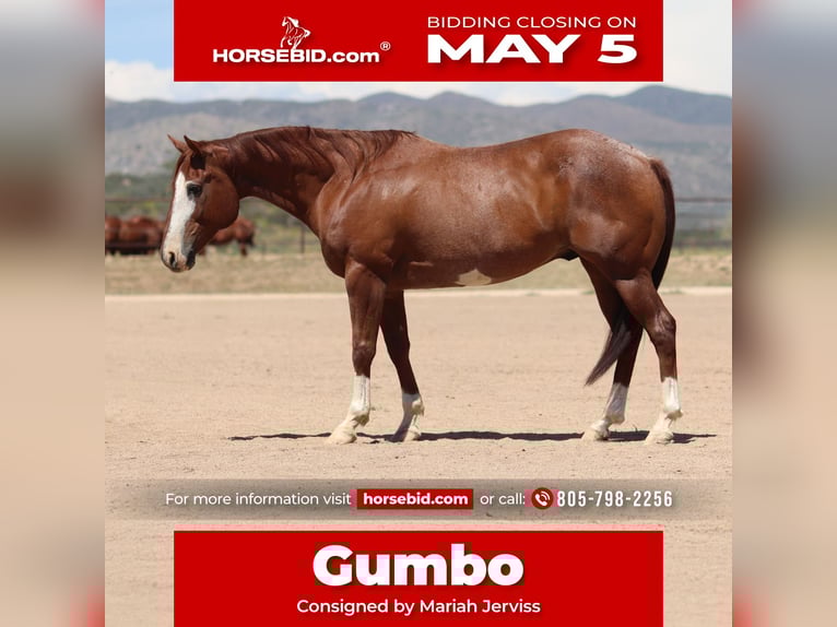American Quarter Horse Gelding 13 years 14,2 hh Roan-Red in Dewey, AZ