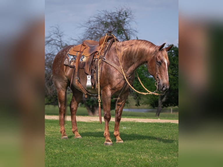 American Quarter Horse Gelding 13 years 14,2 hh Roan-Red in Addison, TX