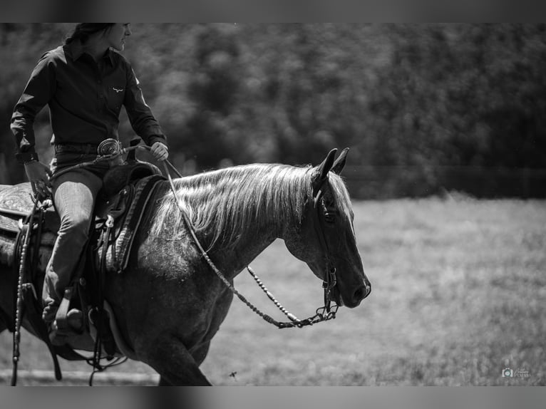 American Quarter Horse Gelding 13 years 14,2 hh Roan-Red in Addison, TX