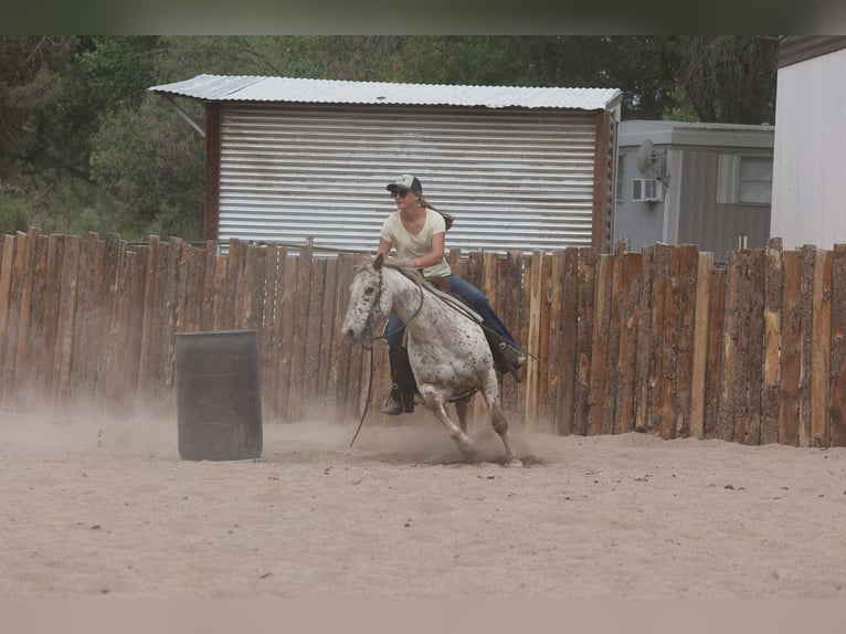 American Quarter Horse Gelding 13 years 14,2 hh Roan-Red in Cottonwood AZ