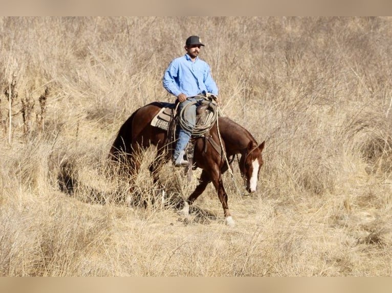 American Quarter Horse Gelding 13 years 14.2 hh Roan-Red in Paicines CA
