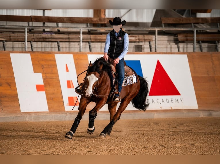 American Quarter Horse Gelding 13 years 14.2 hh Smoky-Black in Mooslargue
