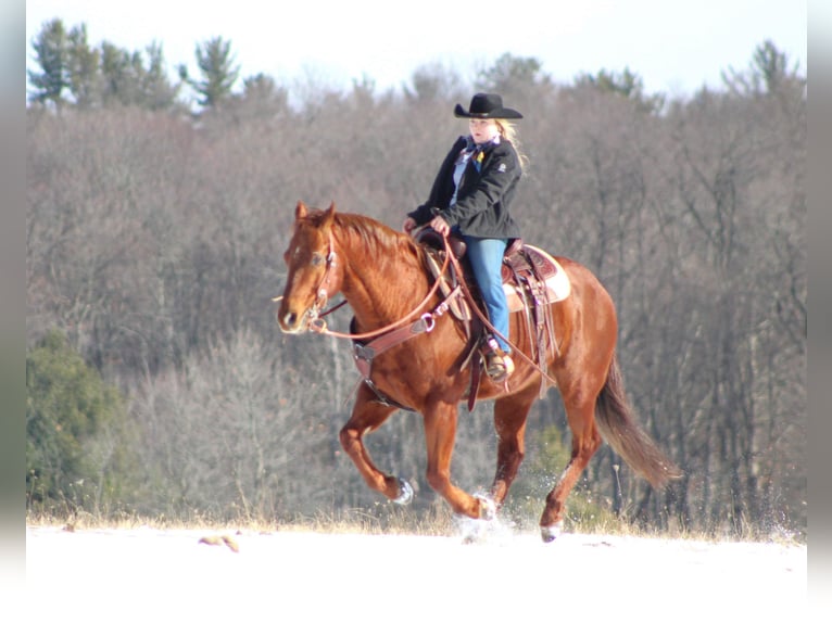 American Quarter Horse Mix Gelding 13 years 14,2 hh Sorrel in Shippenville, PA