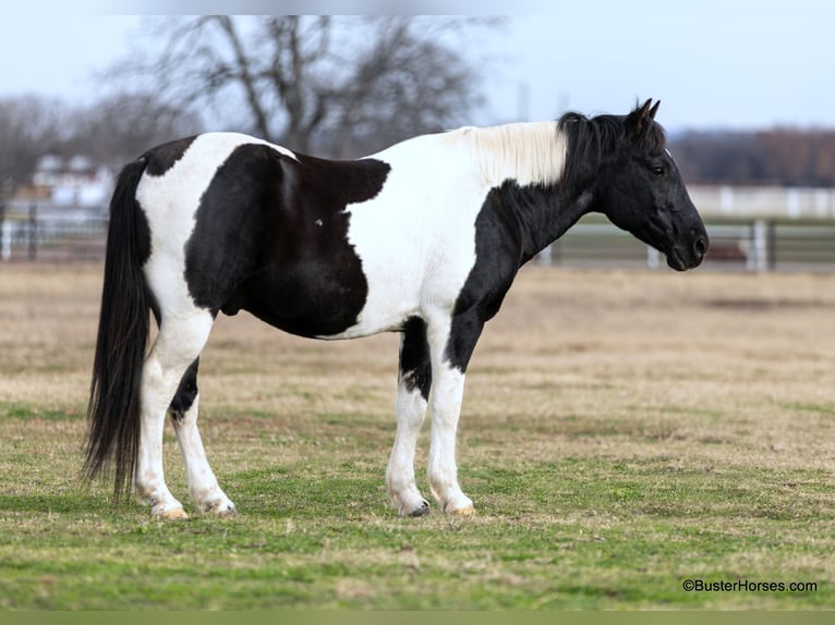 American Quarter Horse Gelding 13 years 14.2 hh Tobiano-all-colors in Weatherford TX