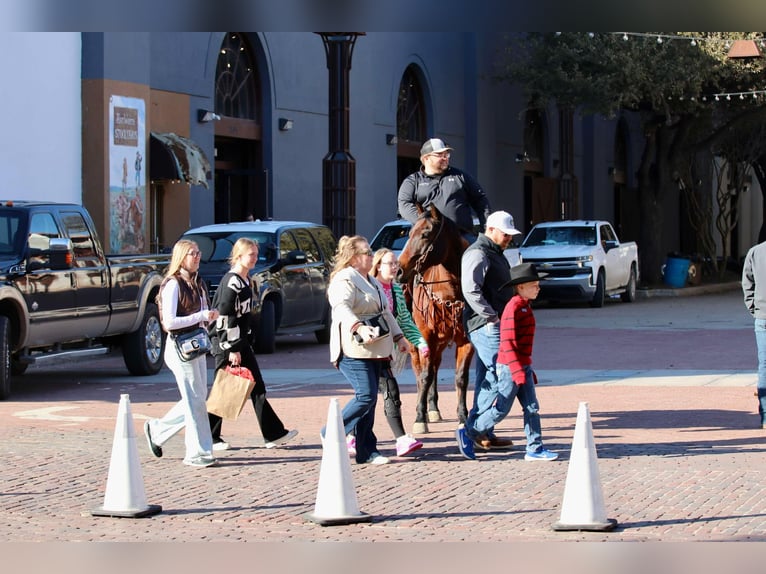 American Quarter Horse Gelding 13 years 14.3 hh Bay in Lipan TX