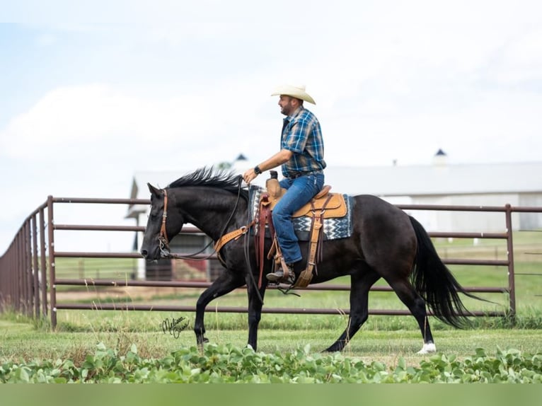 American Quarter Horse Gelding 13 years 14,3 hh Black in River Falls Wi