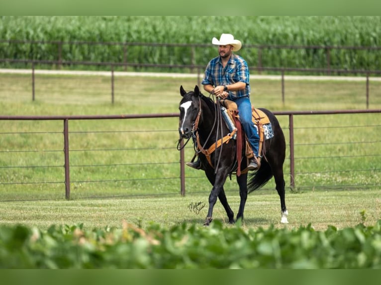 American Quarter Horse Gelding 13 years 14,3 hh Black in River Falls Wi