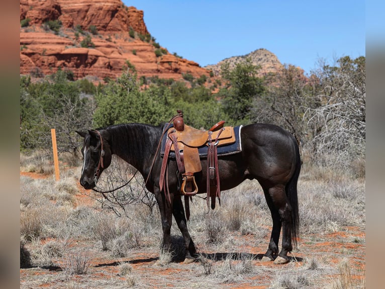 American Quarter Horse Gelding 13 years 14,3 hh Black in Camp Verde, AZ