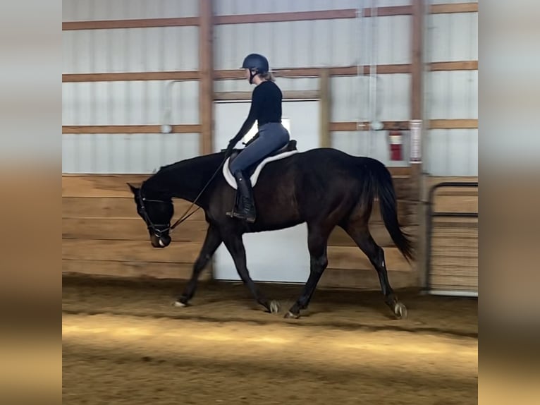 American Quarter Horse Gelding 13 years 14,3 hh Black in Camp Verde, AZ
