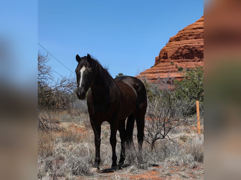 American Quarter Horse Gelding 13 years 14,3 hh Black in Camp Verde, AZ