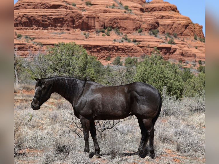 American Quarter Horse Gelding 13 years 14,3 hh Black in Camp Verde, AZ