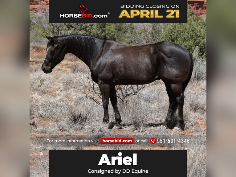 American Quarter Horse Gelding 13 years 14,3 hh Black in Camp Verde, AZ