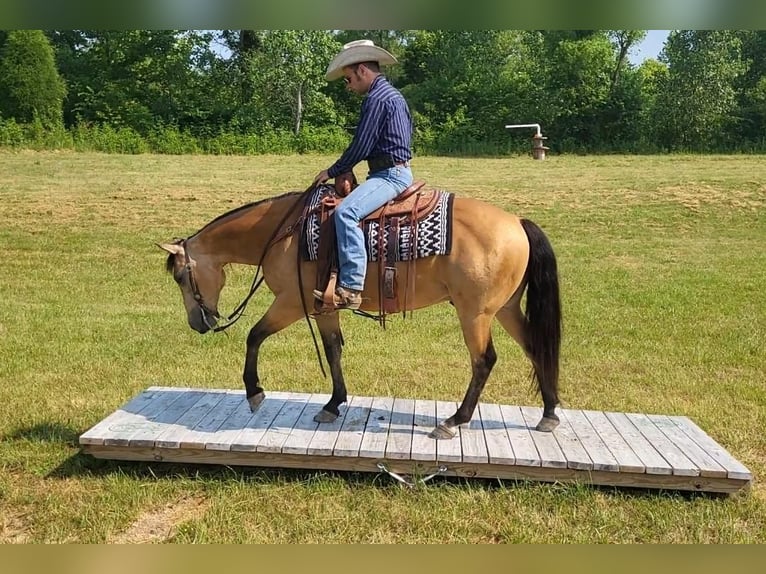 American Quarter Horse Gelding 13 years 14,3 hh Buckskin in Robards, KY