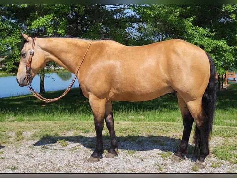 American Quarter Horse Gelding 13 years 14,3 hh Buckskin in Robards, KY