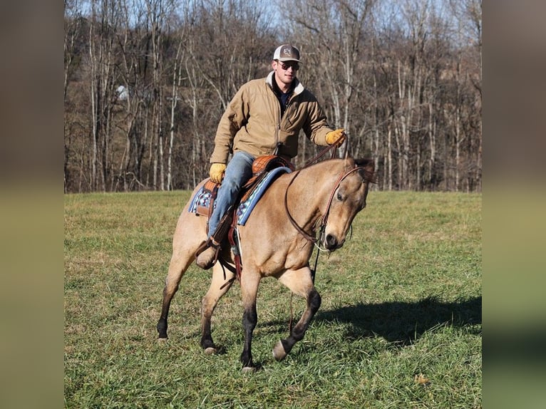 American Quarter Horse Gelding 13 years 14,3 hh Buckskin in Mount Vernon