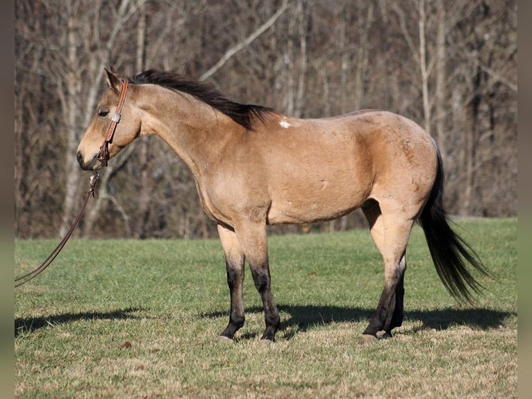 American Quarter Horse Gelding 13 years 14,3 hh Buckskin in Mount Vernon