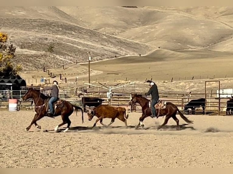 American Quarter Horse Gelding 13 years 14,3 hh Chestnut in Bitterwater CA