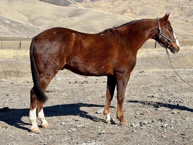 American Quarter Horse Gelding 13 years 14,3 hh Chestnut in Bitterwater CA