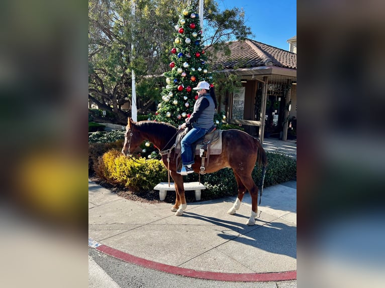 American Quarter Horse Gelding 13 years 14,3 hh Chestnut in Bitterwater CA