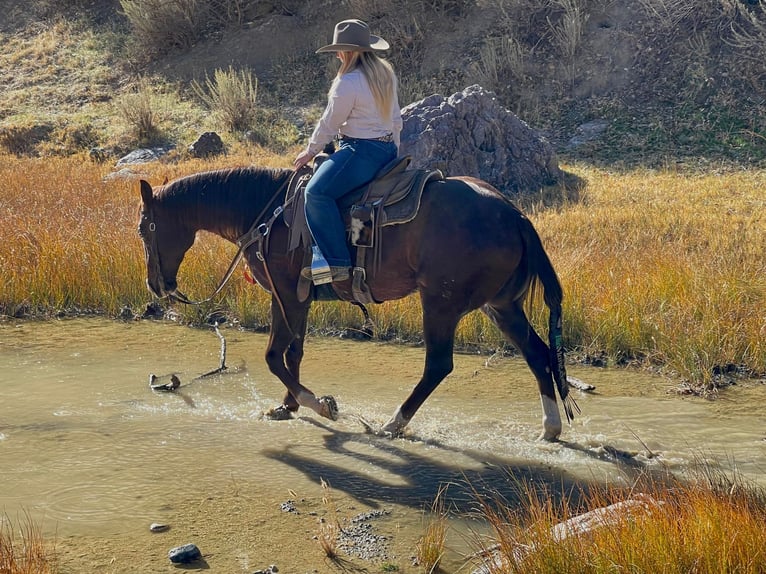 American Quarter Horse Gelding 13 years 14,3 hh Chestnut in Bitterwater CA