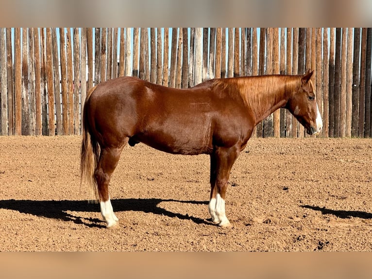 American Quarter Horse Gelding 13 years 14.3 hh Chestnut in Stephenville TX