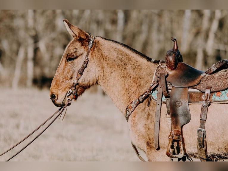 American Quarter Horse Gelding 13 years 14,3 hh Dun in Hillsboro Ky