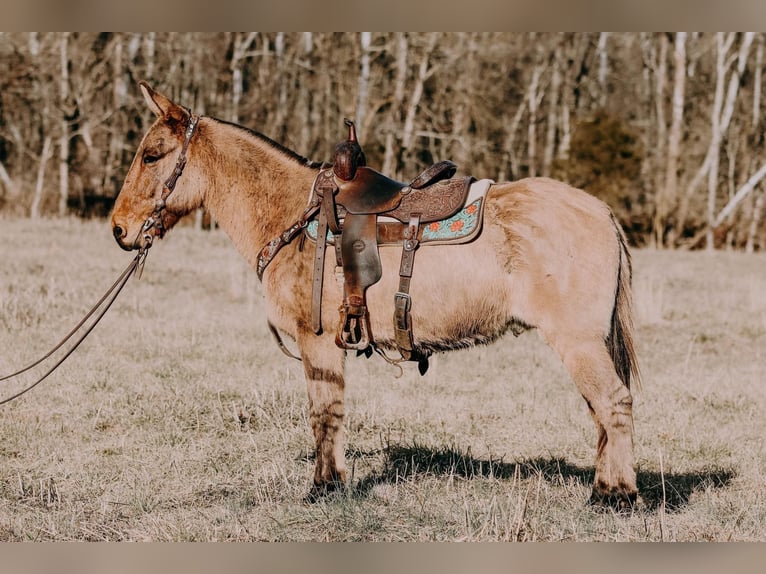 American Quarter Horse Gelding 13 years 14,3 hh Dun in Hillsboro Ky