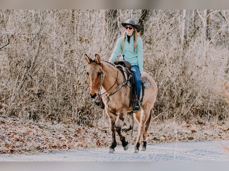 American Quarter Horse Gelding 13 years 14,3 hh Dun in Hillsboro Ky