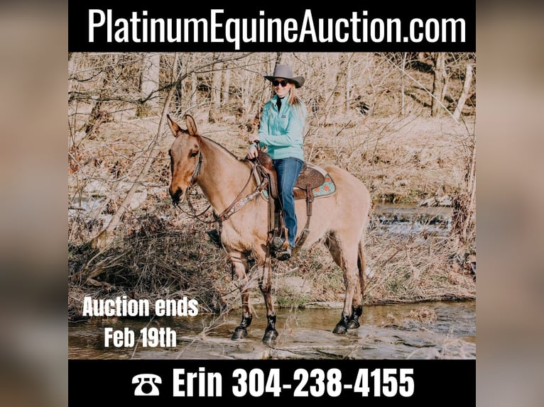 American Quarter Horse Gelding 13 years 14,3 hh Dun in Hillsboro Ky