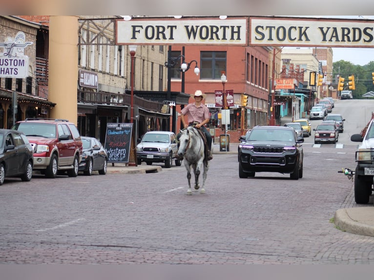 American Quarter Horse Gelding 13 years 14,3 hh Gray-Dapple in Morgan Mill TX