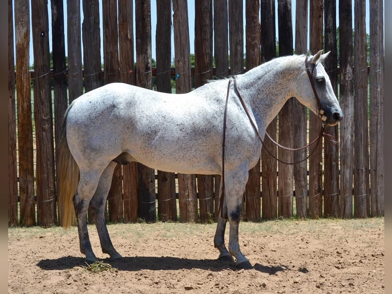 American Quarter Horse Gelding 13 years 14,3 hh Gray in Godley, TX