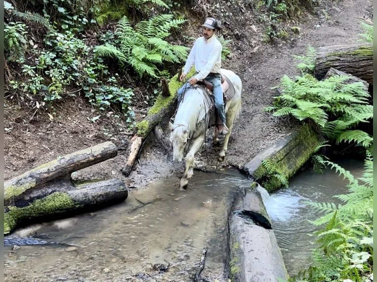 American Quarter Horse Gelding 13 years 14,3 hh Gray in Bitterwater CA