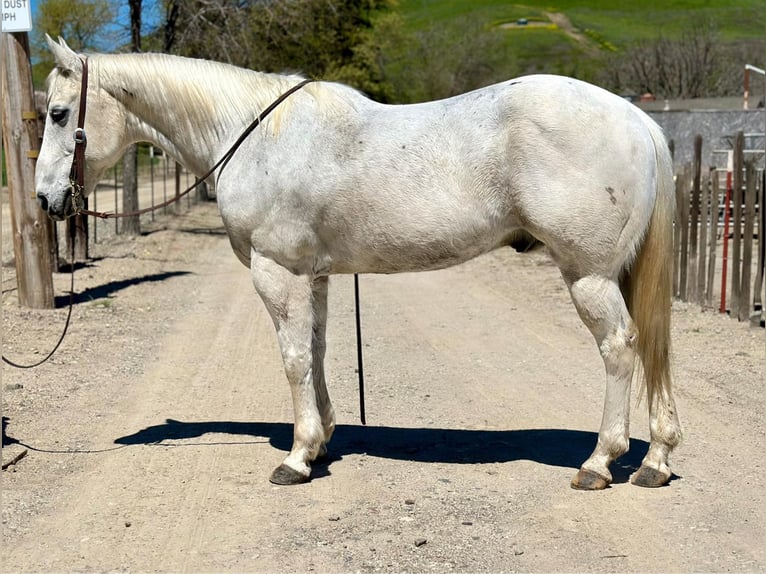 American Quarter Horse Gelding 13 years 14,3 hh Gray in Bitterwater CA